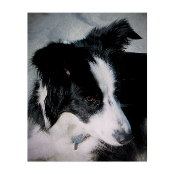 Lass True Companion - Neskowin Oregon Photography Dog Animal Portrait Black and White Wildlife Nature Unframed Wall Art Print 8 x 10 inches