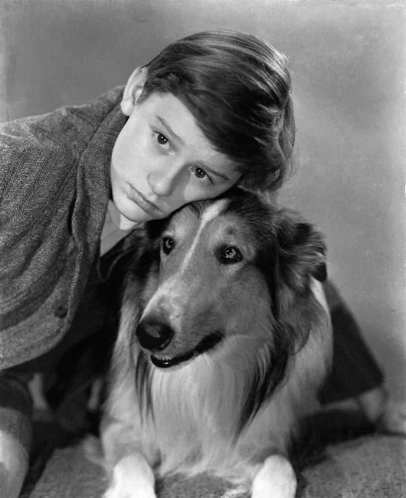 Lassie Come Home Canvas Art - (16 x 20)
