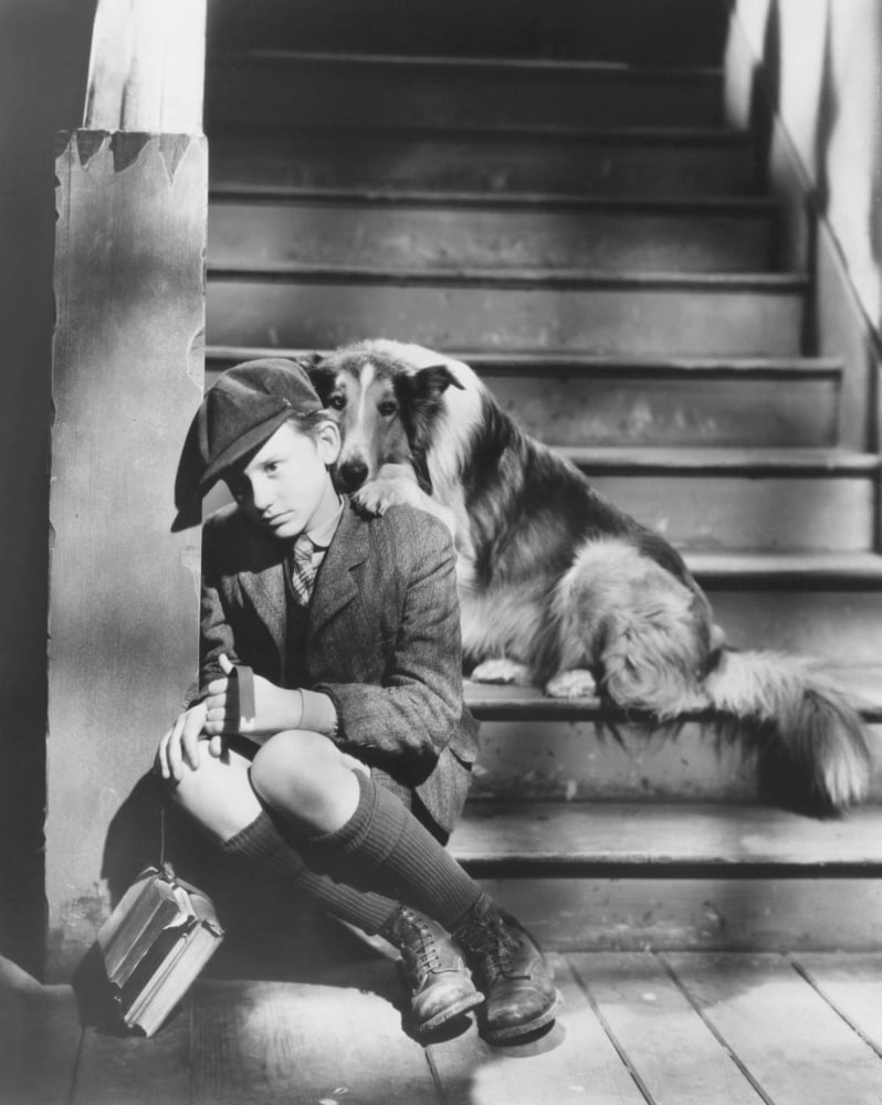 Lassie Come Home Canvas Art - (16 x 20)