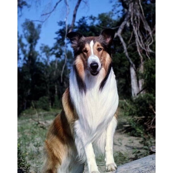 Lassie famous rough collie movie star dog poses in woodland 24x36 inch poster