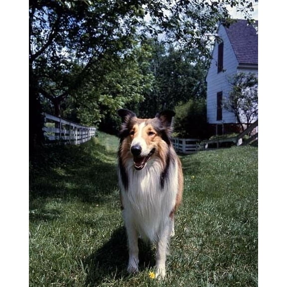 Lassie the movie's favorite dog rough collie in back yard 11x17 poster