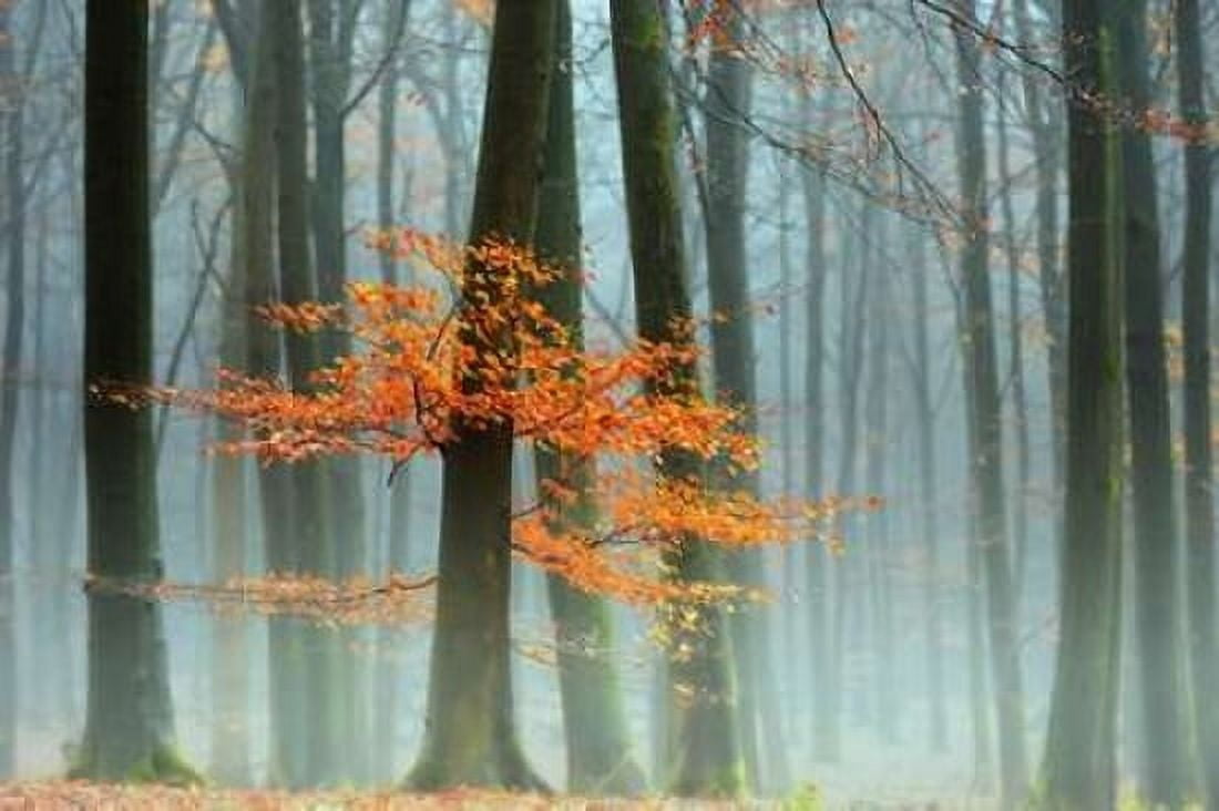 Last Leaves Canvas Art - Lars Van de Goor (24 x 36)