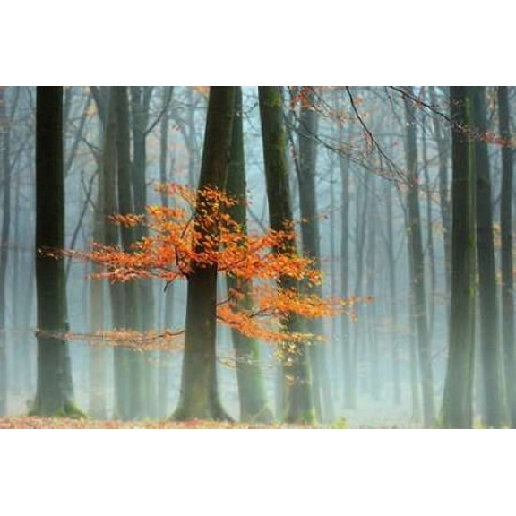 Last Leaves Canvas Art - Lars Van de Goor (24 x 36)