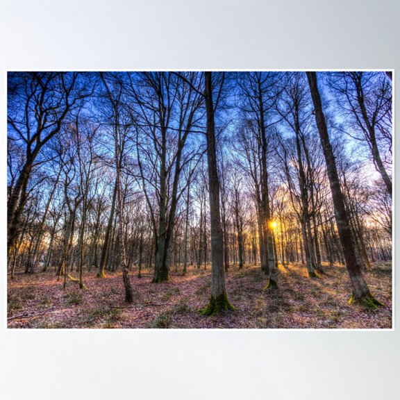 Late Afternoon Forest Poster Wall Art, Modern Wall Decor, 12x18 UNFRAMED