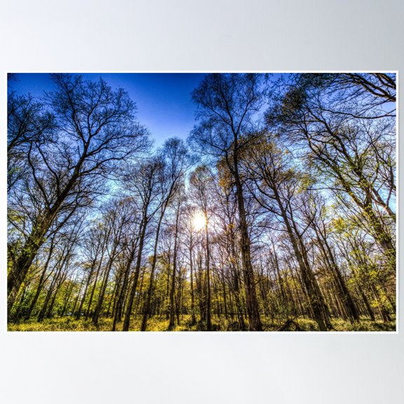 Late Afternoon Forest Poster Wall Art, Modern Wall Decor, 24x36 UNFRAMED