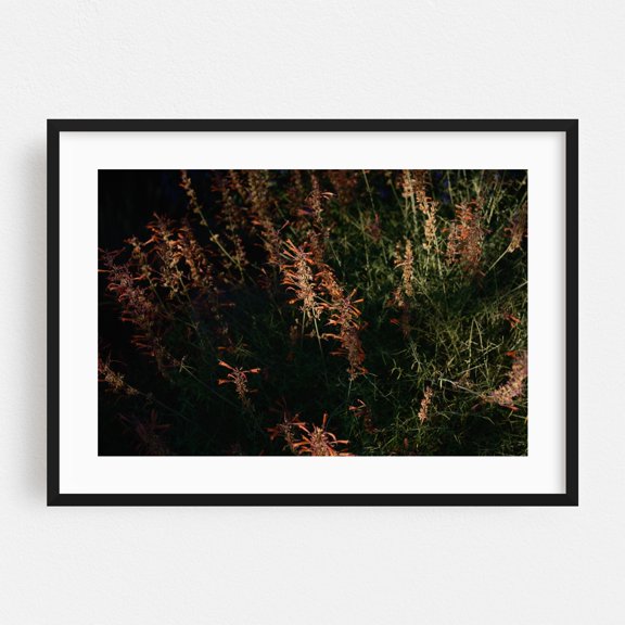 Late Summer Bloom in Mt. Scott - Portland Oregon Photography Botanical Autumn Floral Nature Garden Wilderness Moody Black Framed Wall Art Print 5 x 7 inches