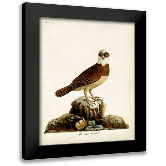 Latham, John 20x24 Black Modern Framed Museum Art Print Titled - Spectacle Owl