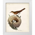 thumbnail image 1 of Latham, John 26x32 White Modern Wood Framed Museum Art Print Titled - Lesser White-Throat and Nest, 1 of 4