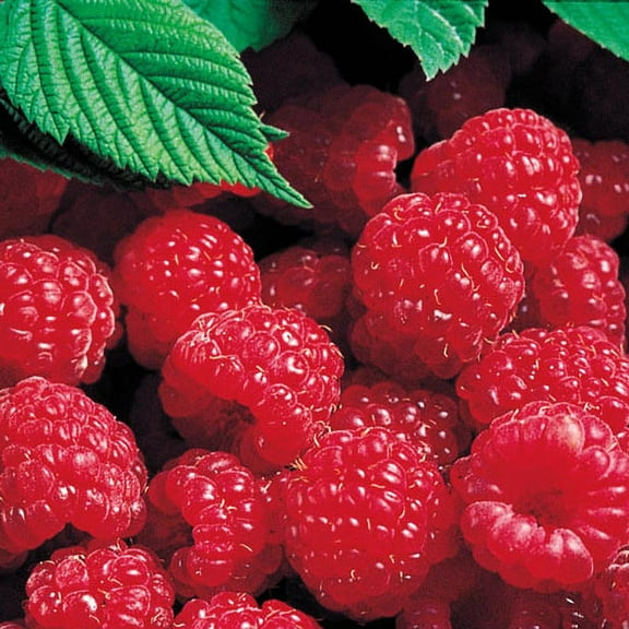 Latham Red Raspberry (Rubus) Dormant Bare Root Starter Fruiting Plant (1-Pack)