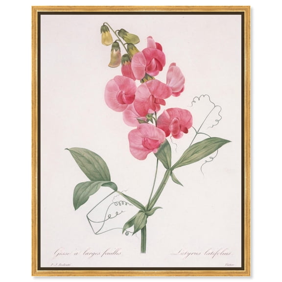 Latifolus Canvas Vintage Botanical by Art Remedy, Gold Frame, 16 x 20