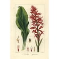 thumbnail image 1 of Latin American Lady Orchid Stenorrhynchos Speciosus Poster Print By ?? Florilegius Mary Evans, 1 of 3