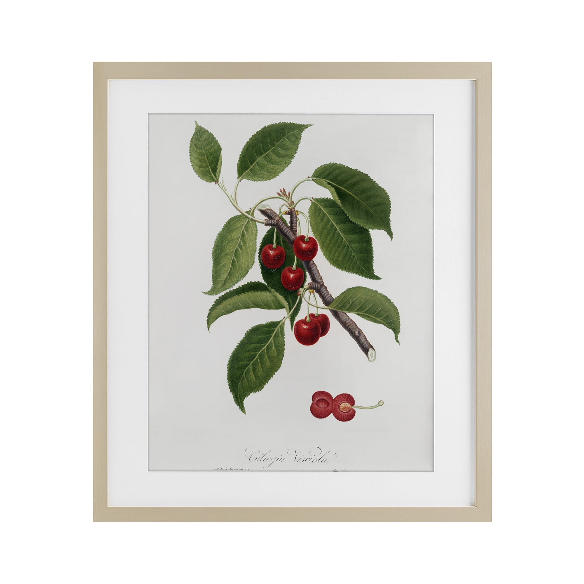 Latin Study of Cherry Plant Birch Framed Print Under Glass, design by Lettered and Lined