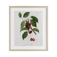 thumbnail image 1 of Latin Study of Cherry Plant Birch Framed Print Under Glass, design by Lettered and Lined, 1 of 10