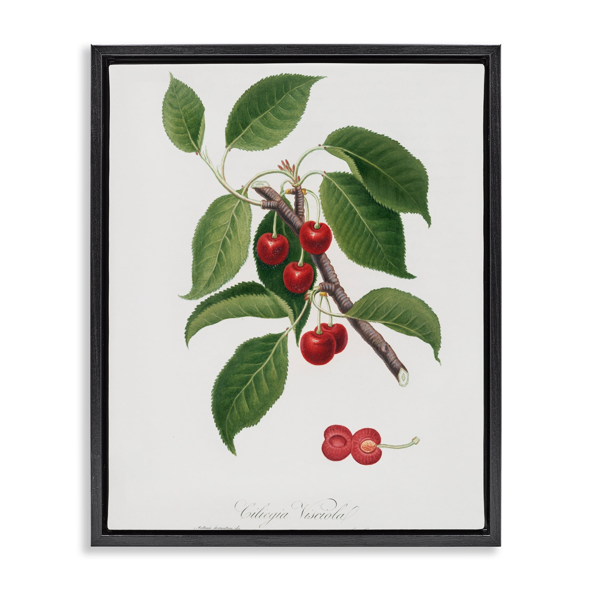 Latin Study of Cherry Plant Black Framed Floater Canvas Wall Art, design by Lettered and Lined