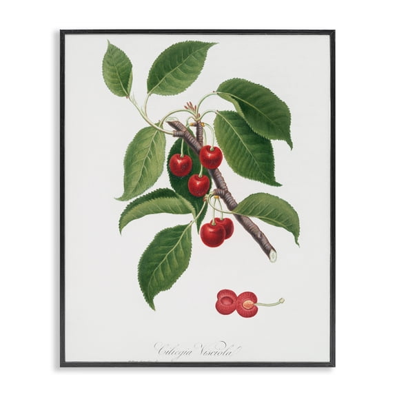 Latin Study of Cherry Plant Black Framed Giclee Art, design by Lettered and Lined