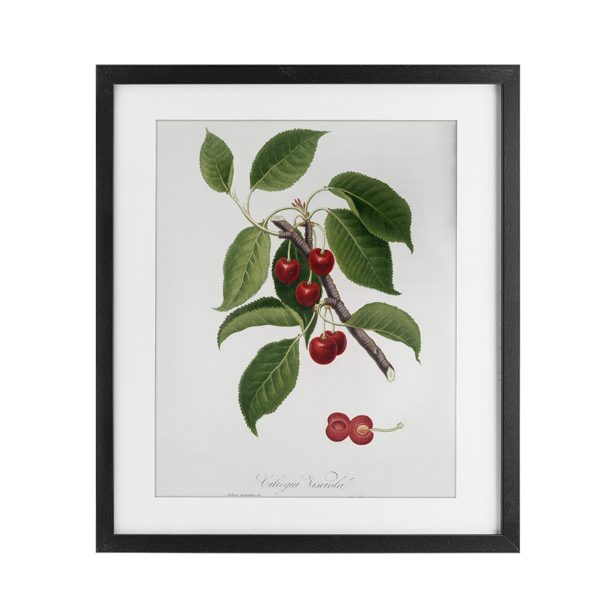Latin Study of Cherry Plant Black Framed Print Under Glass, design by Lettered and Lined