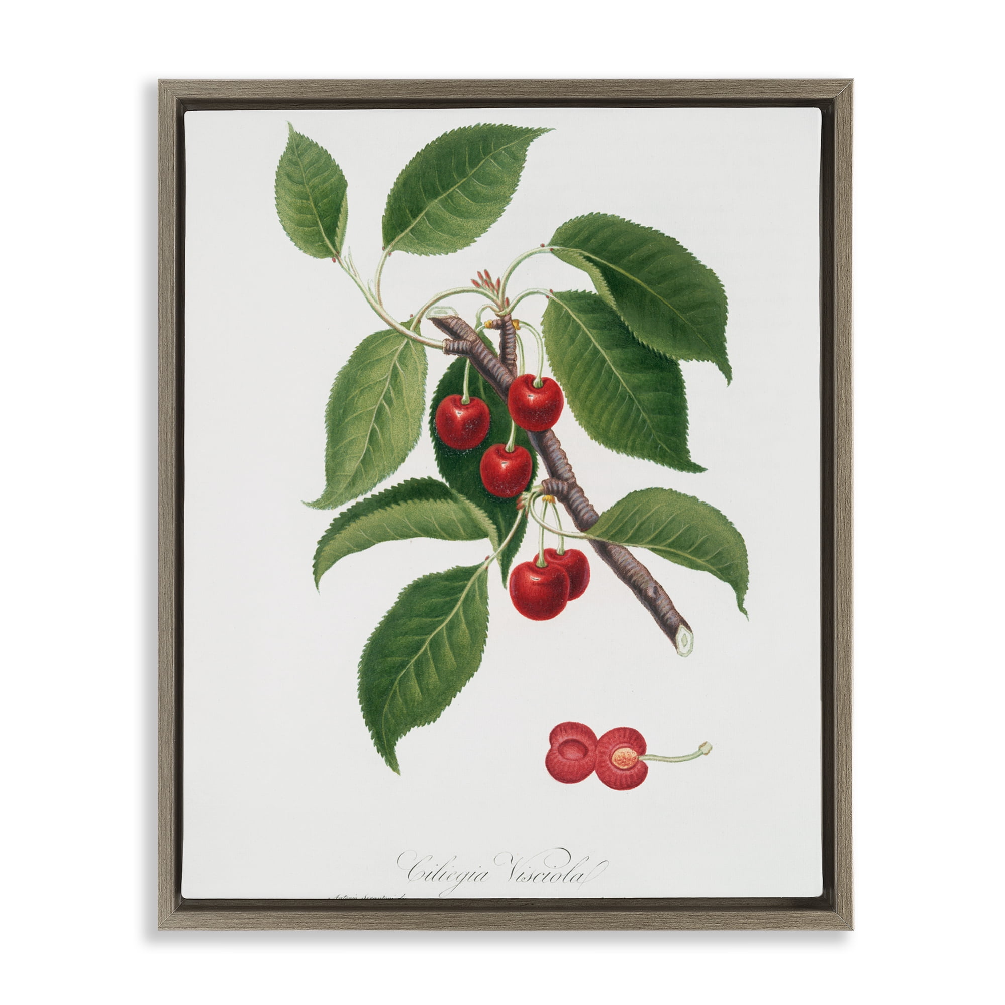 Latin Study of Cherry Plant Brown Framed Floater Canvas Wall Art, design by Lettered and Lined