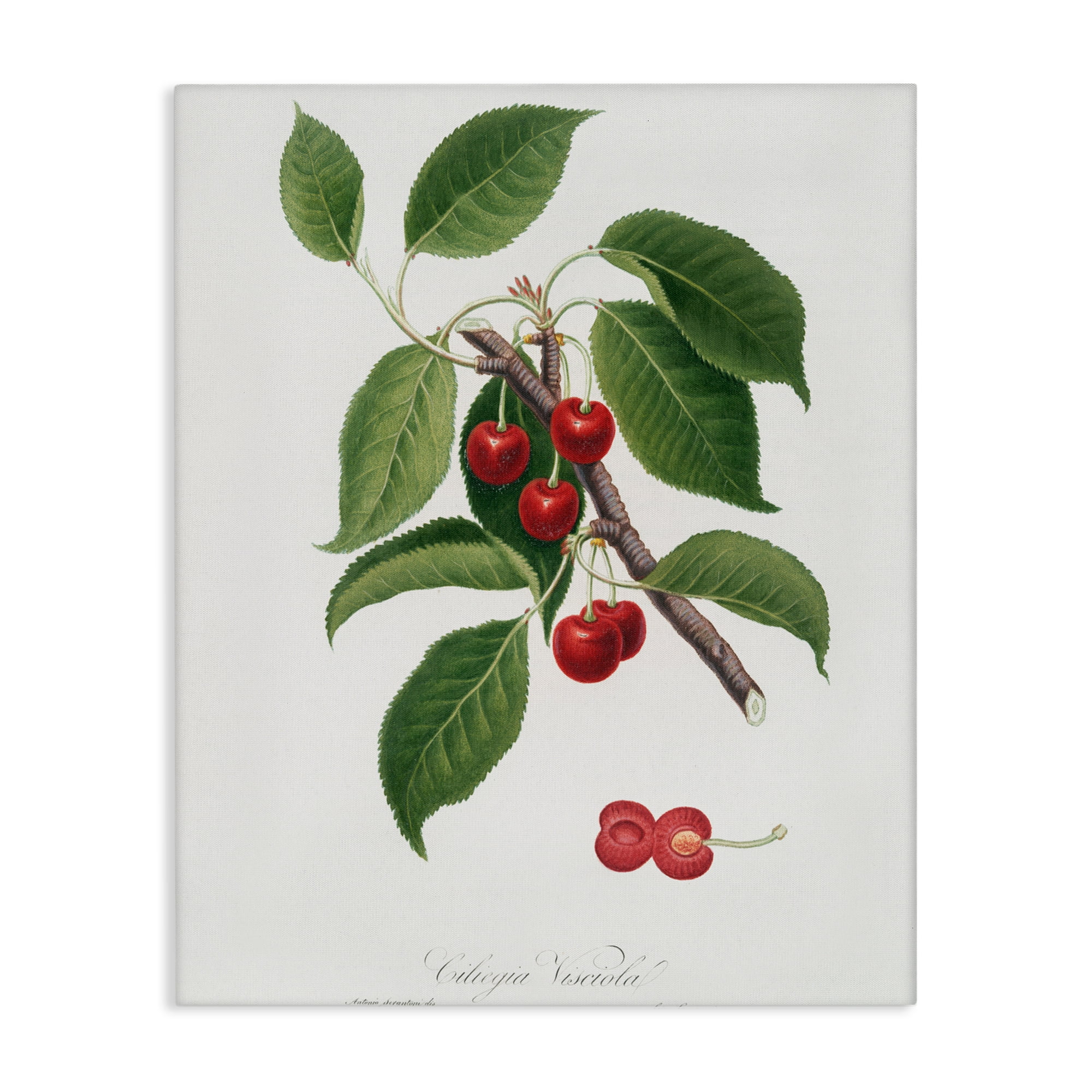 Latin Study of Cherry Plant Canvas Wall Art, design by Lettered and Lined