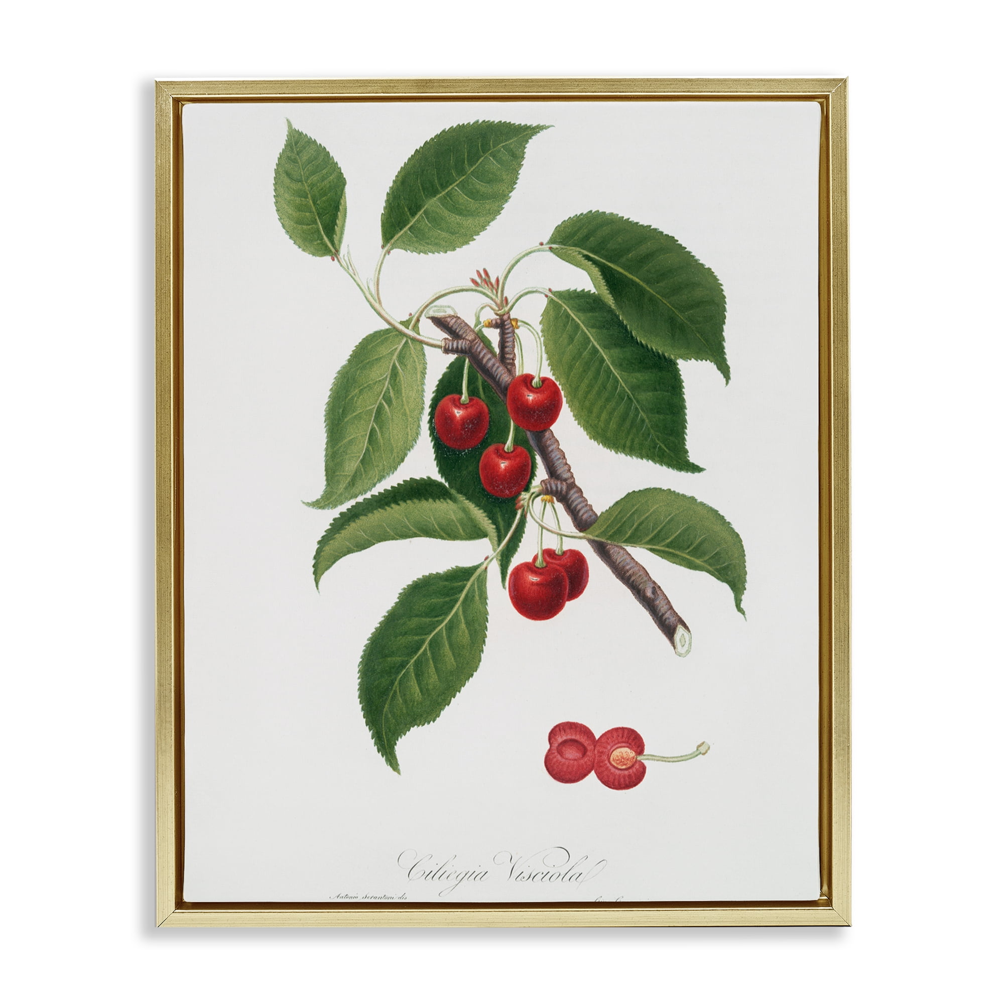 Latin Study of Cherry Plant Gold Framed Floater Canvas Wall Art, design by Lettered and Lined