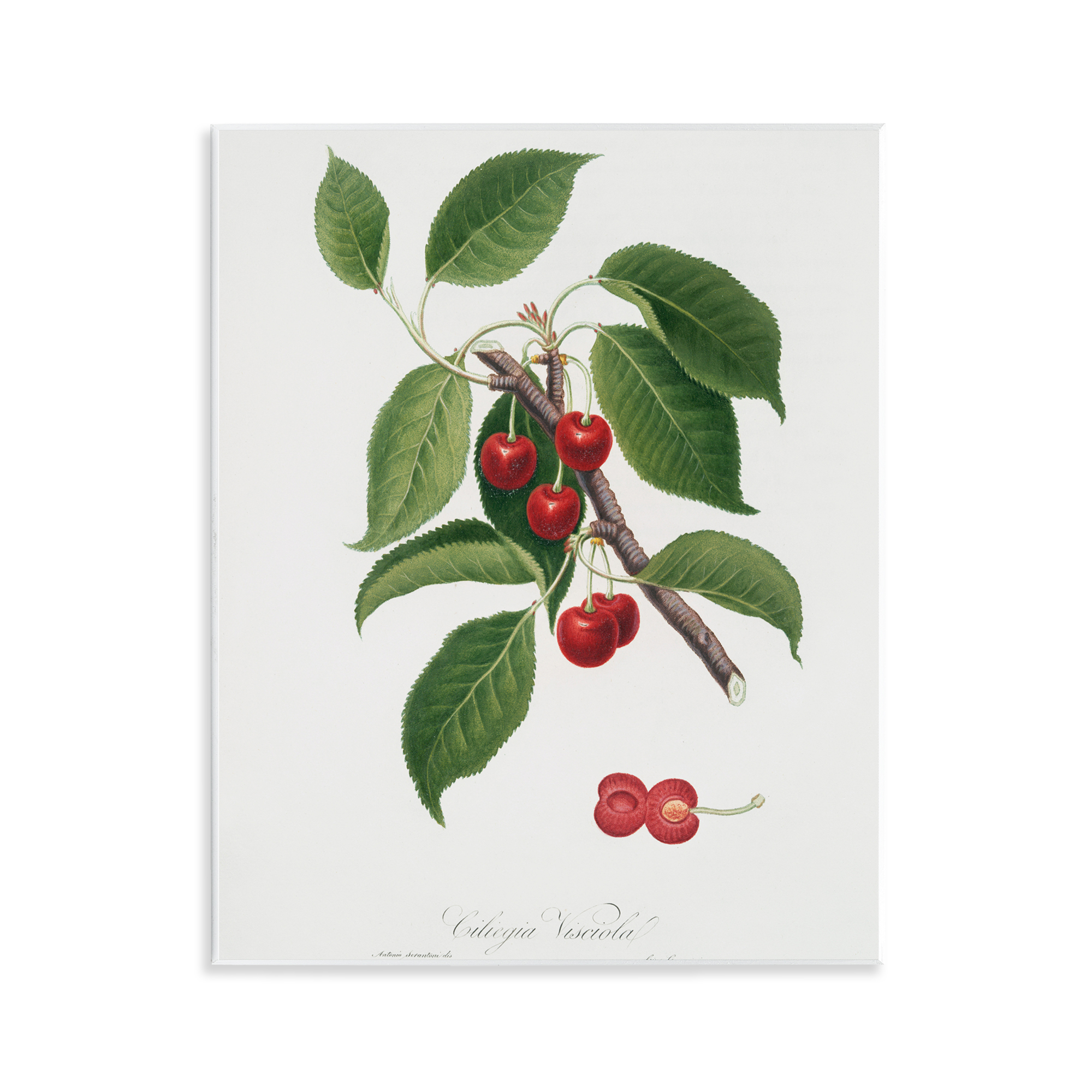 Latin Study of Cherry Plant Wall Plaque Art, design by Lettered and Lined
