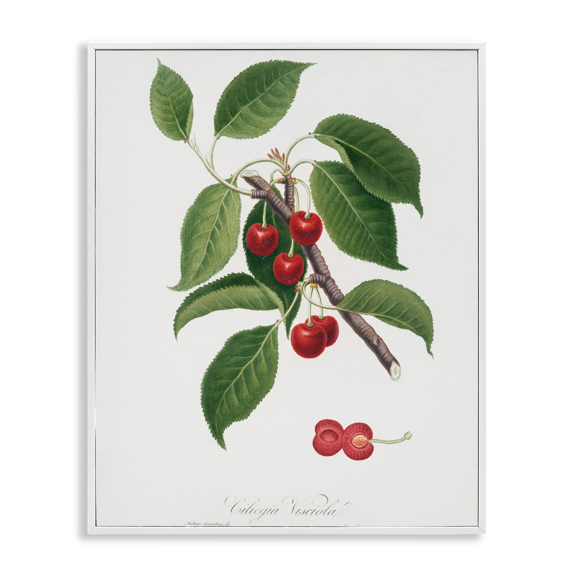 Latin Study of Cherry Plant White Framed Giclee Art, design by Lettered and Lined