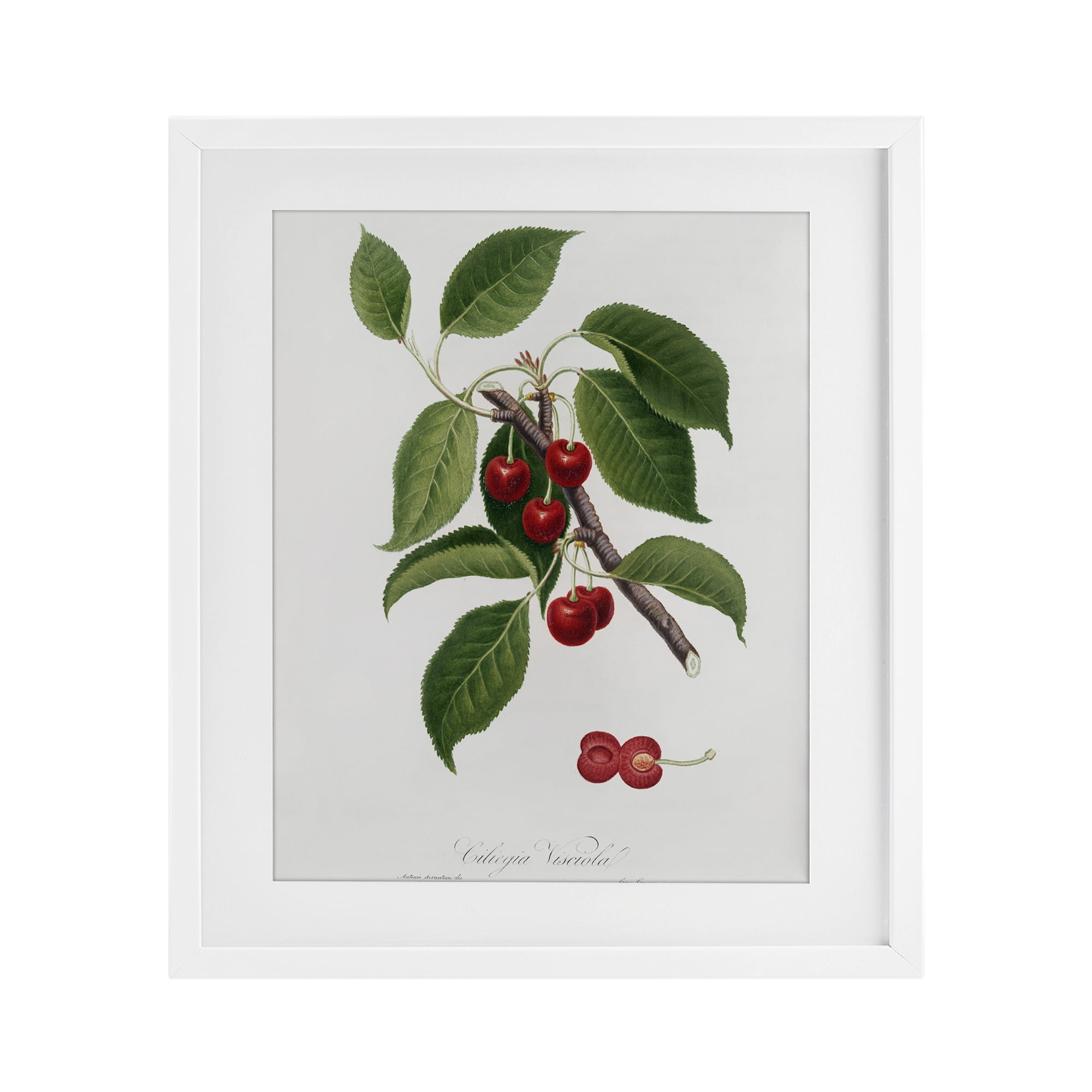 Latin Study of Cherry Plant White Framed Print Under Glass, design by Lettered and Lined