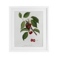 thumbnail image 1 of Stupell Industries Traditional Latin Study of Cherry Plant White Framed Print Under Glass, 13 x 16, by Lettered and Lined, 1 of 8