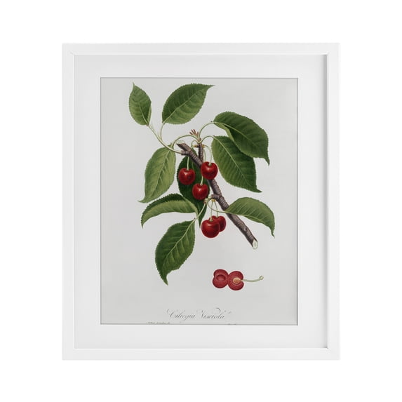 Stupell Industries Traditional Latin Study of Cherry Plant White Framed Print Under Glass, 13 x 16, by Lettered and Lined