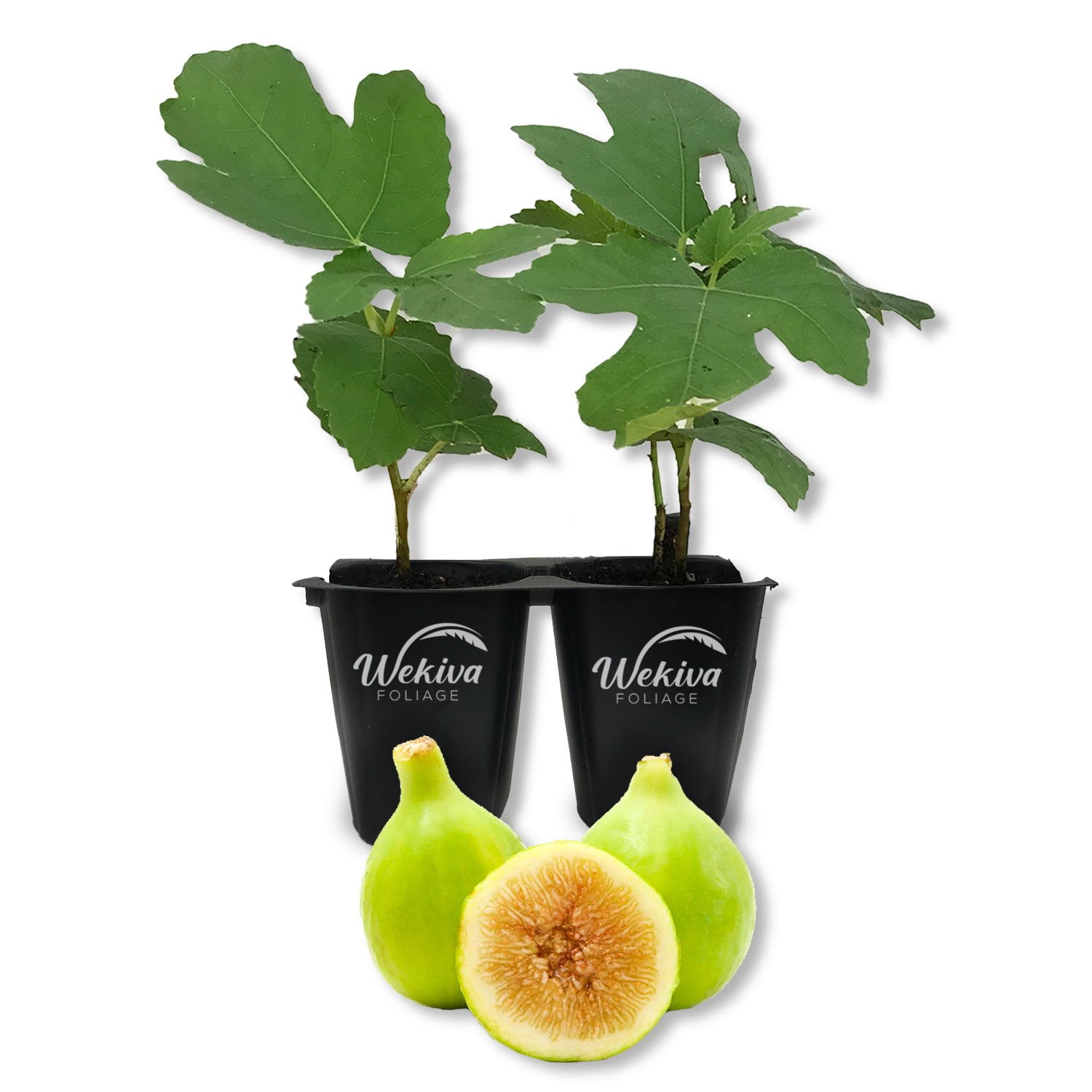 Lattarula Fig Tree 2 Live Tissue Culture Starter Plants Ficus