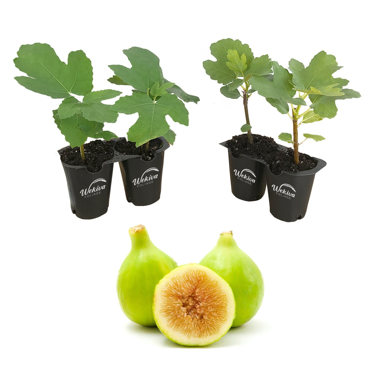 Lattarula Fig Tree 4 Live Starter Plants in 2 Inch Grower's Pot
