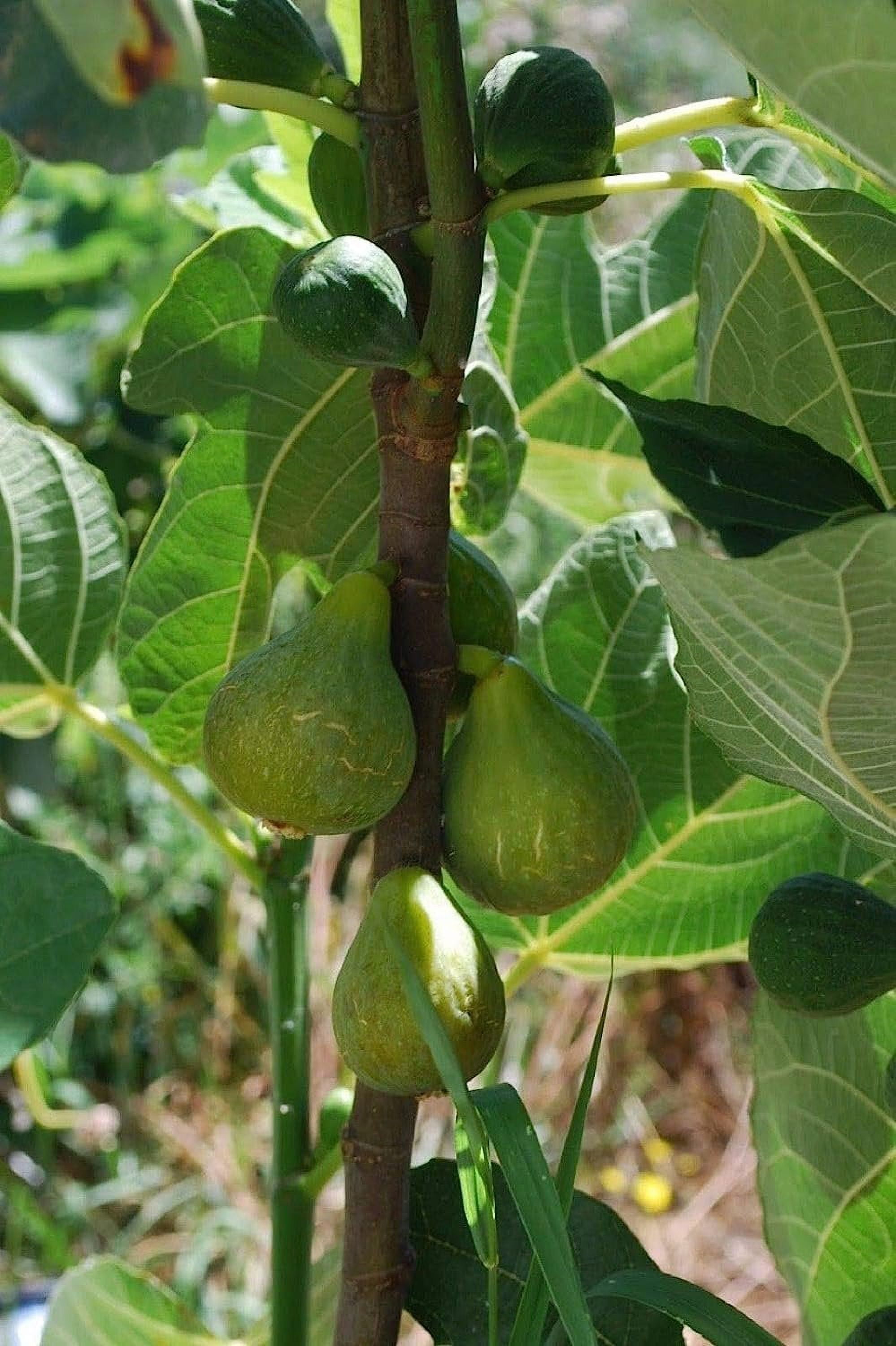 Lattarula Italian Honey Fig Tree 3 Live Starter Plants Ficus Carica
