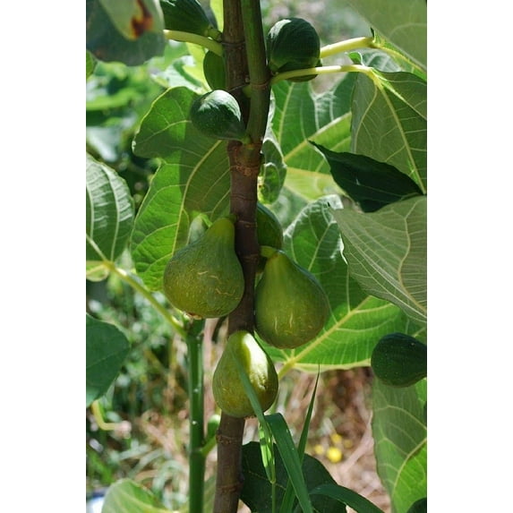 Lattarula Italian Honey Fig Tree - 60 Live Starter Plants - Ficus Carica - Edible Fruit Tree for The Patio and Garden