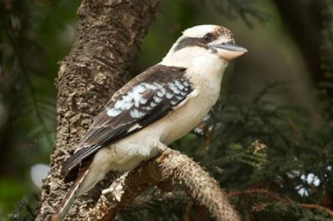 Laughing Kookaburra Sydney New South Wales Australia Canvas Art - David Wall DanitaDelimont (36 x 24)