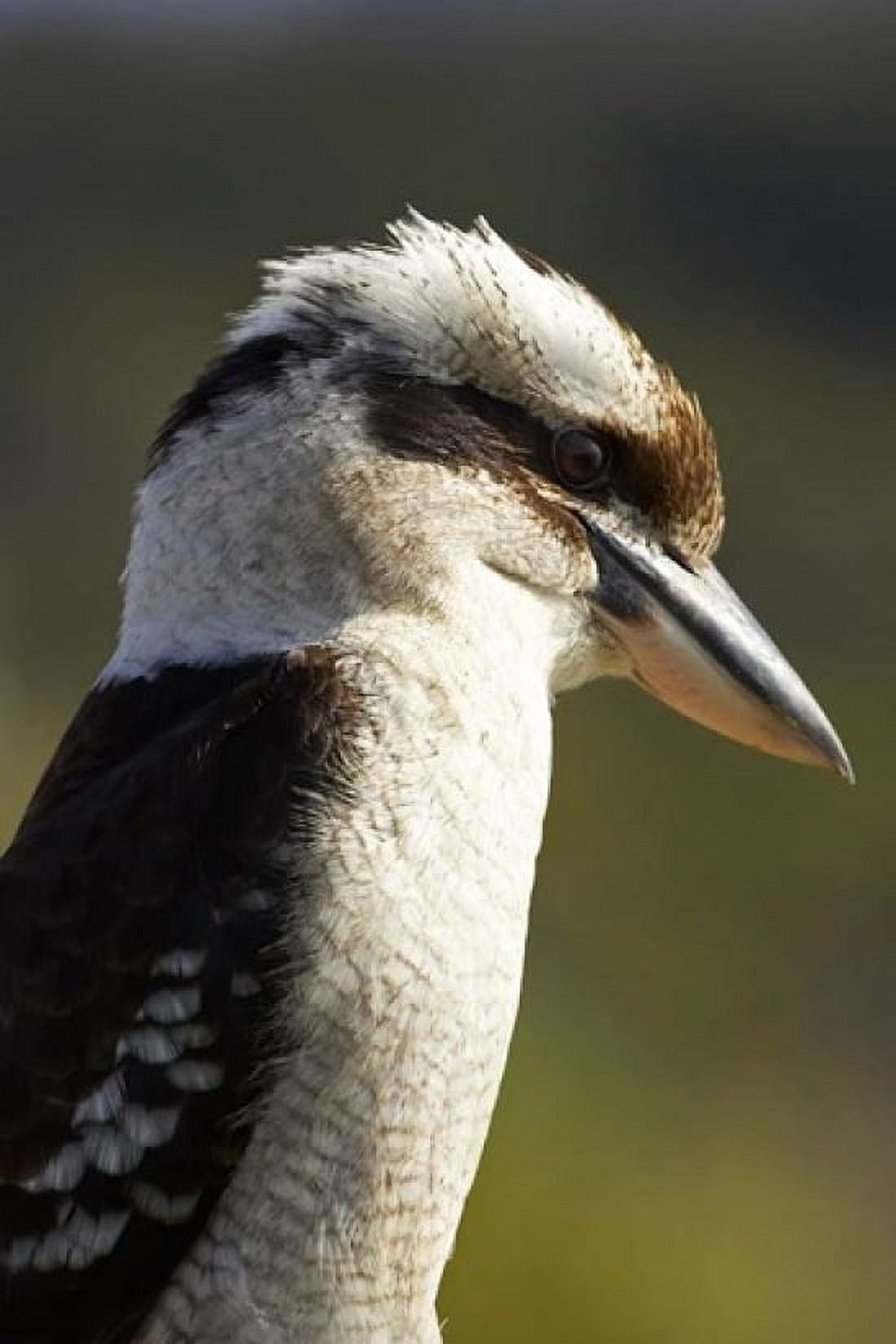 Laughing Kookaburra bird Nambucca Heads NSW Australia Canvas Art - David Wall DanitaDelimont (24 x 36)