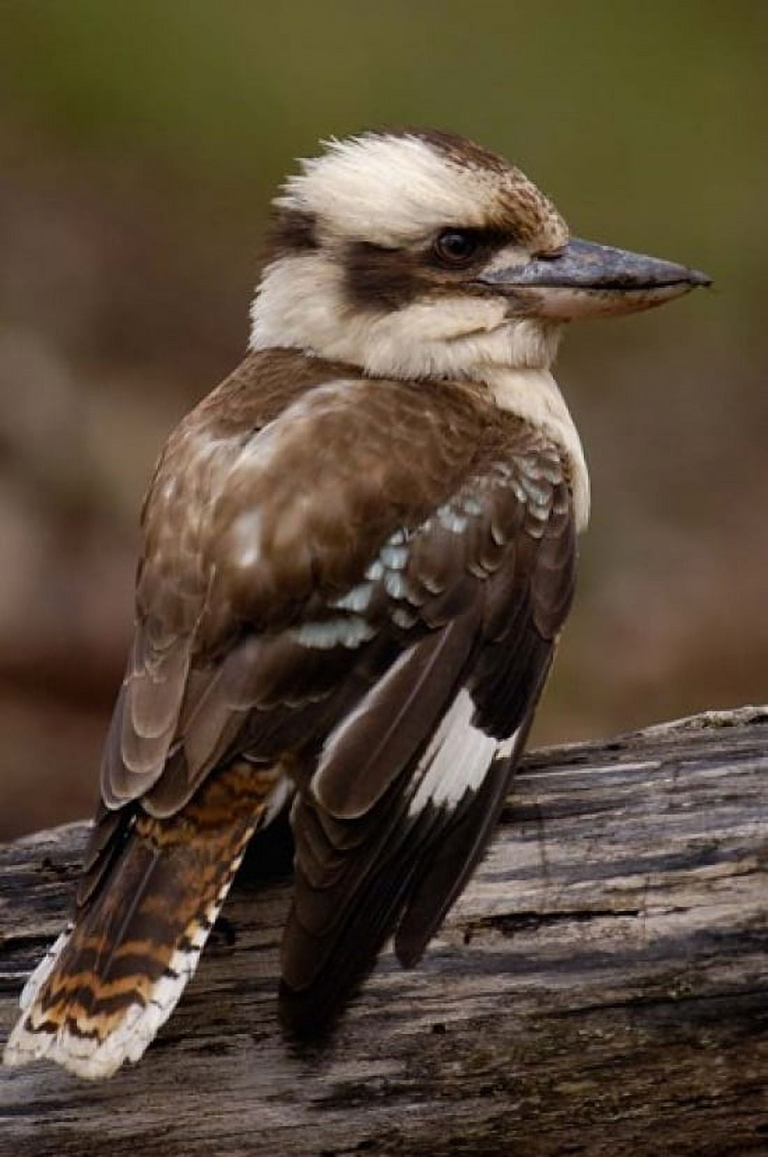Laughing kookaburra bird Stradbroke Island Australia Canvas Art - Pete Oxford DanitaDelimont (24 x 36)