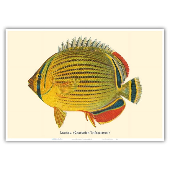 Lauhau (Chaetodon Trifasciatus) - Hawaiian Rainbow Butterflyfish - from Fishes of Hawaii - Vintage Hawaiian Color Postcard c.1905 - Master Art Print 10in x 14in
