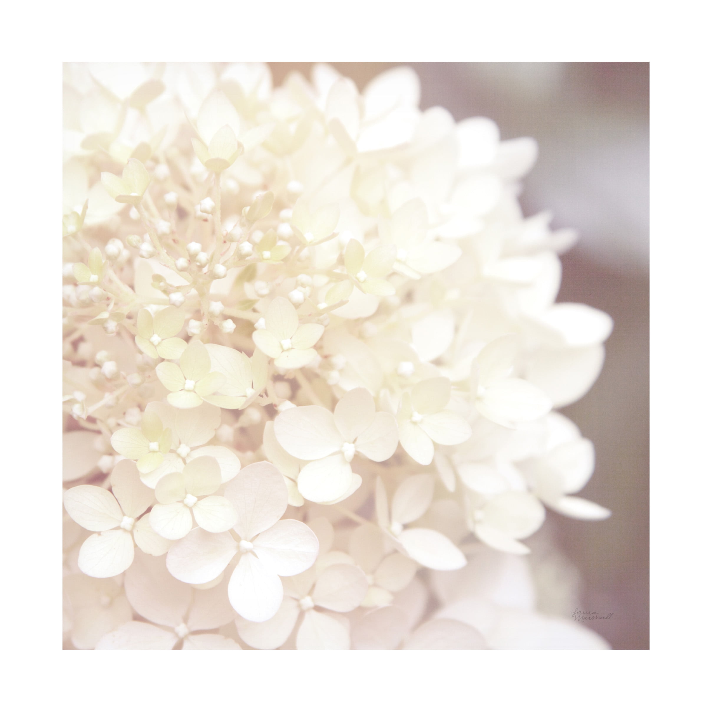 Laura Marshall 'Hydrangea Dream I' Canvas Art