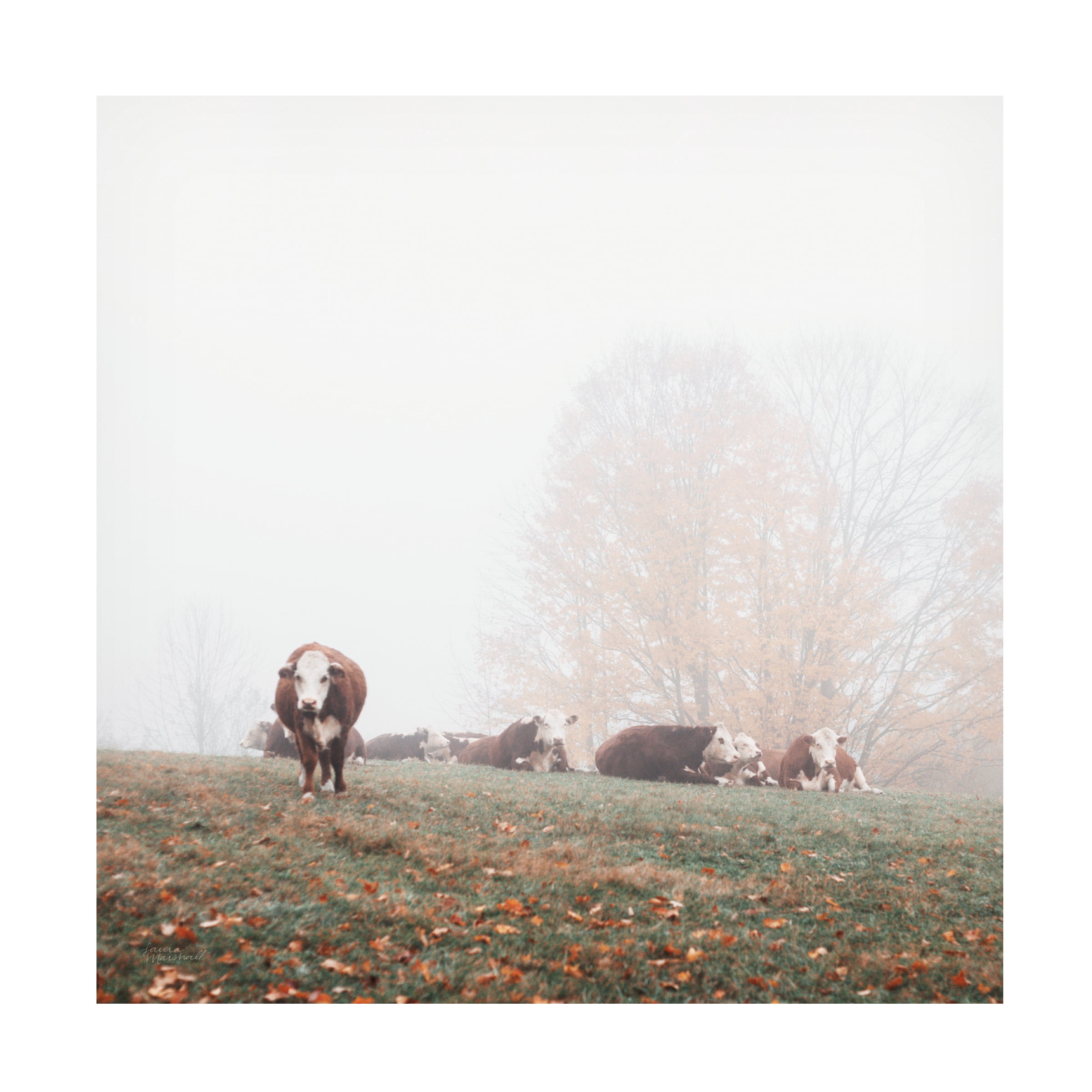 Laura Marshall 'Misty Pasture' Canvas Art