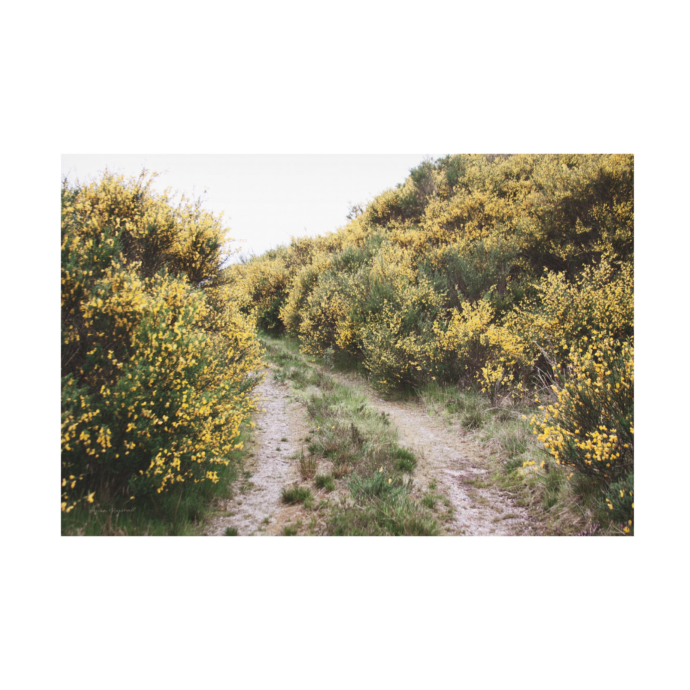 Scottish Highlands Landscape Canvas Print in Tan and Green