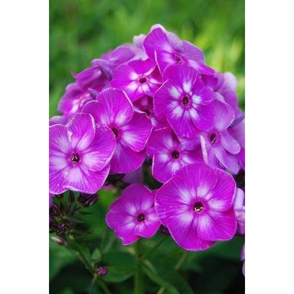 Laura Phlox Perennial - Purple Blooms - Live Plant - Quart Pot