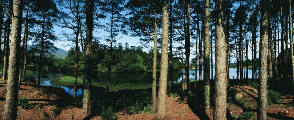 Lauragh Co Kerry Ireland Trees In A Forest Canvas Art - The Irish Image Collection Design Pics (44 x 18)