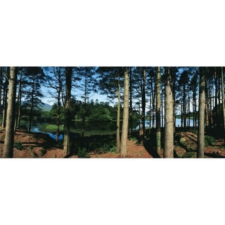 Lauragh Co Kerry Ireland - Trees in a Forest Poster Print by The Irish Image Collection - 30 x 12