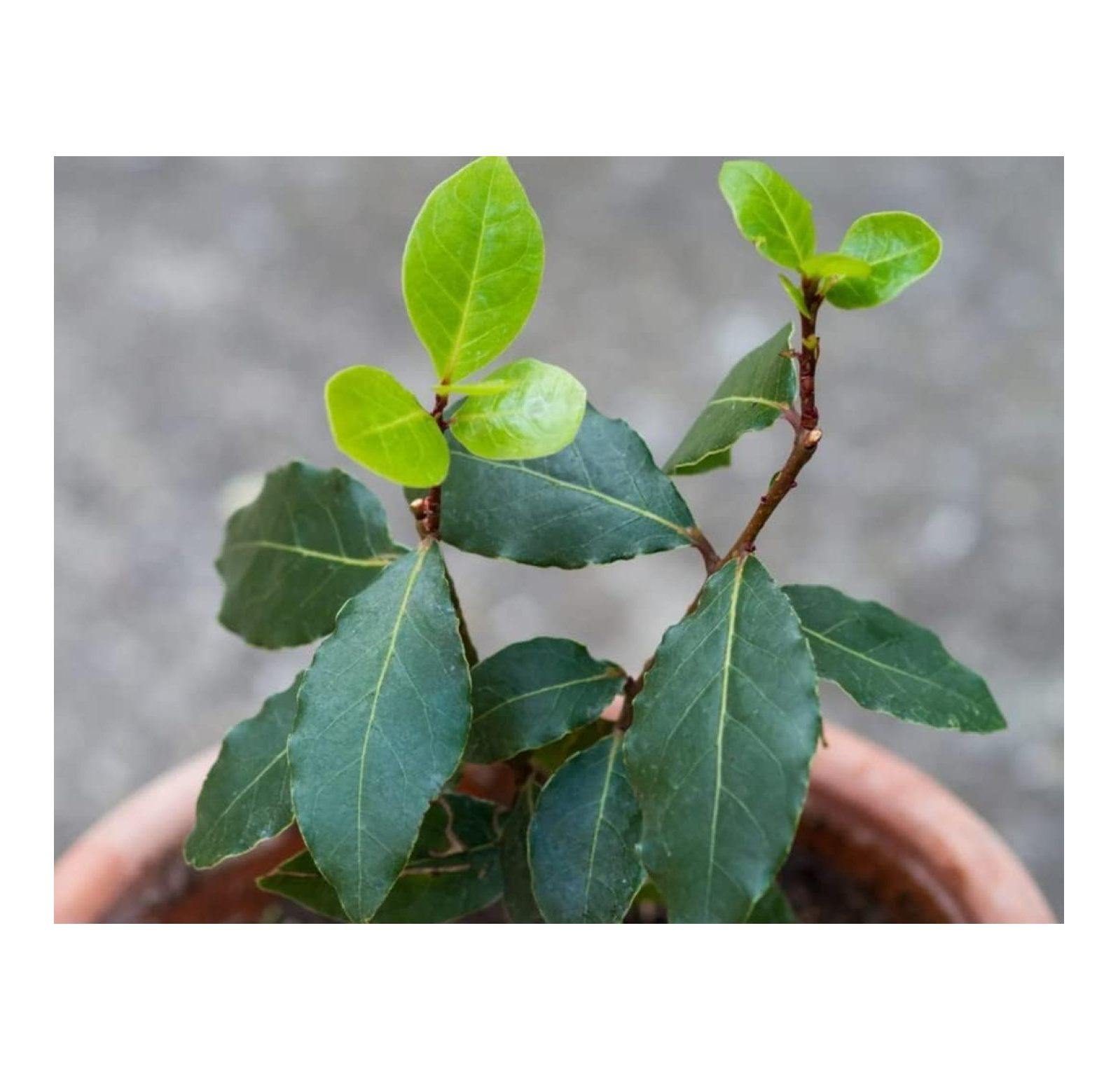 Laurel Bay Leaf Tree Laurus Nobilis 10 Inches in Height Indoor Outdoor