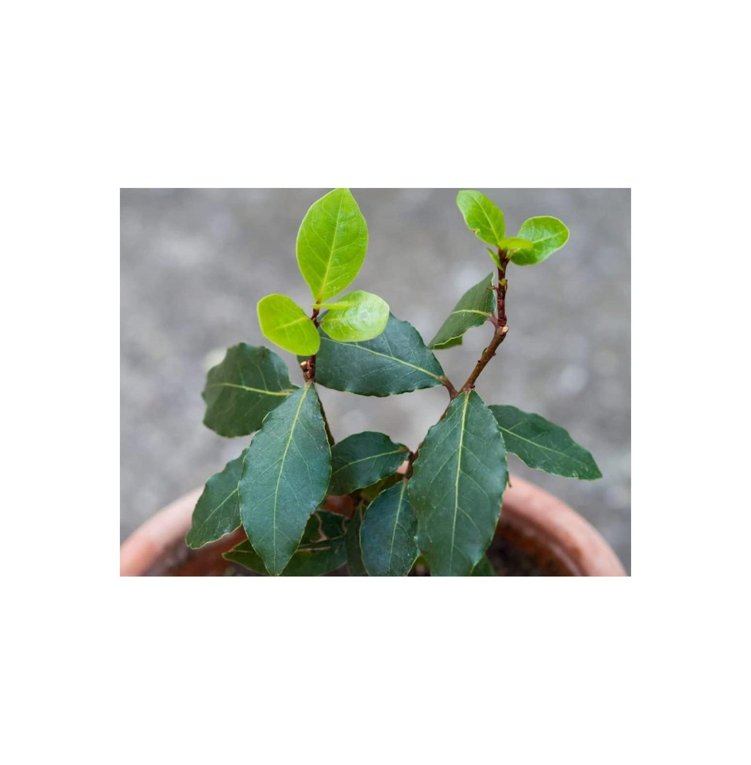 Laurel Bay Leaf Tree Laurus Nobilis 10 Inches in Height Indoor Outdoor