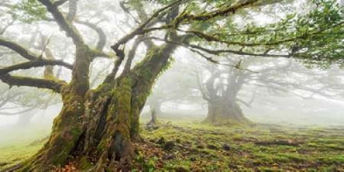 Laurel forest in fog Madeira Portugal Canvas Art - Frank Krahmer (10 x 20)