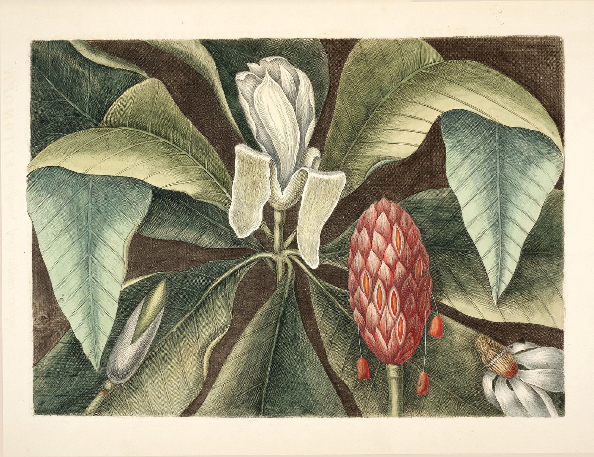 Laurel tree Canvas Art - Mark Catesby (18 x 24)