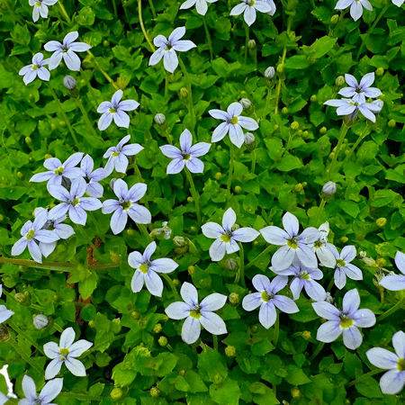 Laurentia fluviatilis ‘Blue Star Creeper’ Live Groundcover Plant, 4.5 Inch Pots, Perennial, Flat of 10