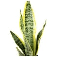 Laurentii Snake Plant 3 Pack Sanseveria 4" pots Impossible to Kill