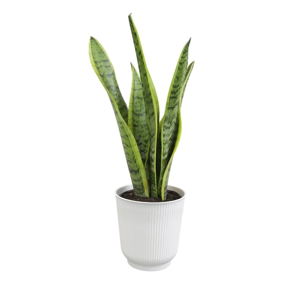 Laurentii Snake Plant, Clean Air Houseplant | 4.25 in Decor Pot; Full Sun | Element by Altman Plants