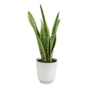 Laurentii Snake Plant, Clean Air Houseplant | 4.25 in Decor Pot; Full Sun | Element by Altman Plants